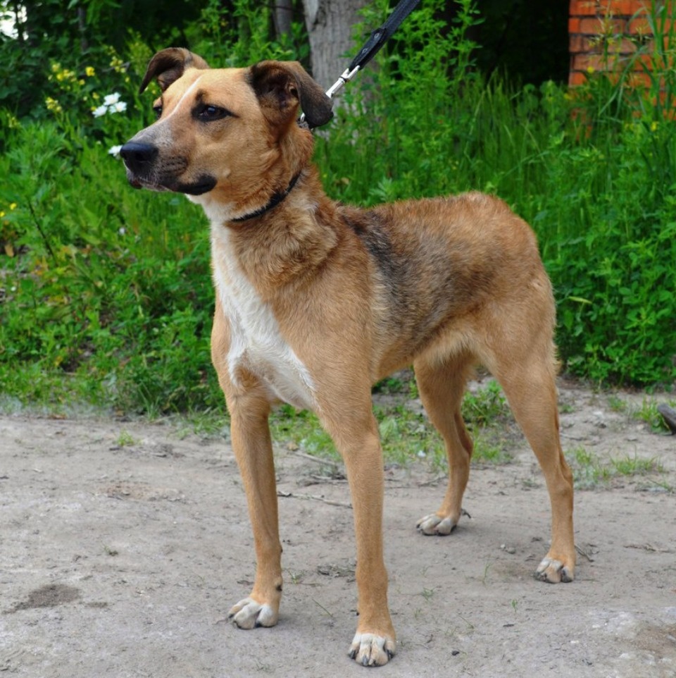 Если хозяина нет