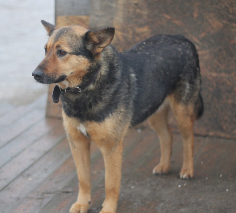 Если хозяина нет