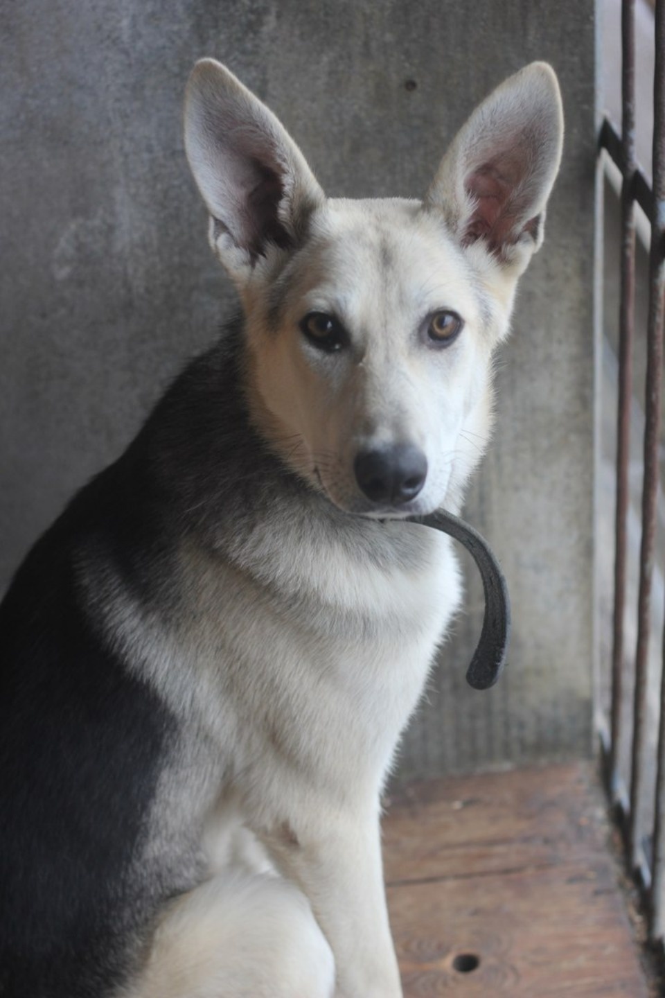 Если хозяина нет