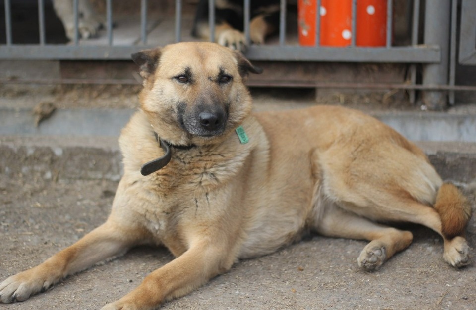 Если хозяина нет