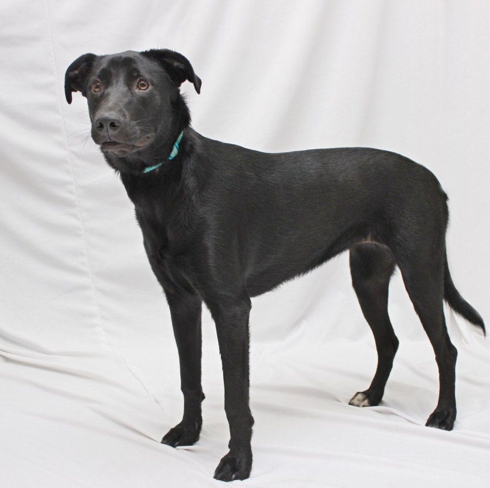 Если хозяина нет