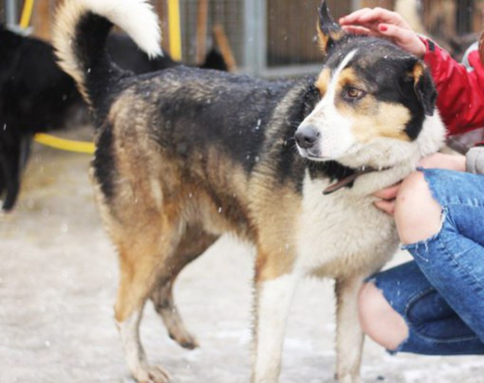 Если хозяина нет