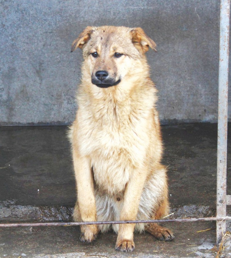 Если хозяина нет