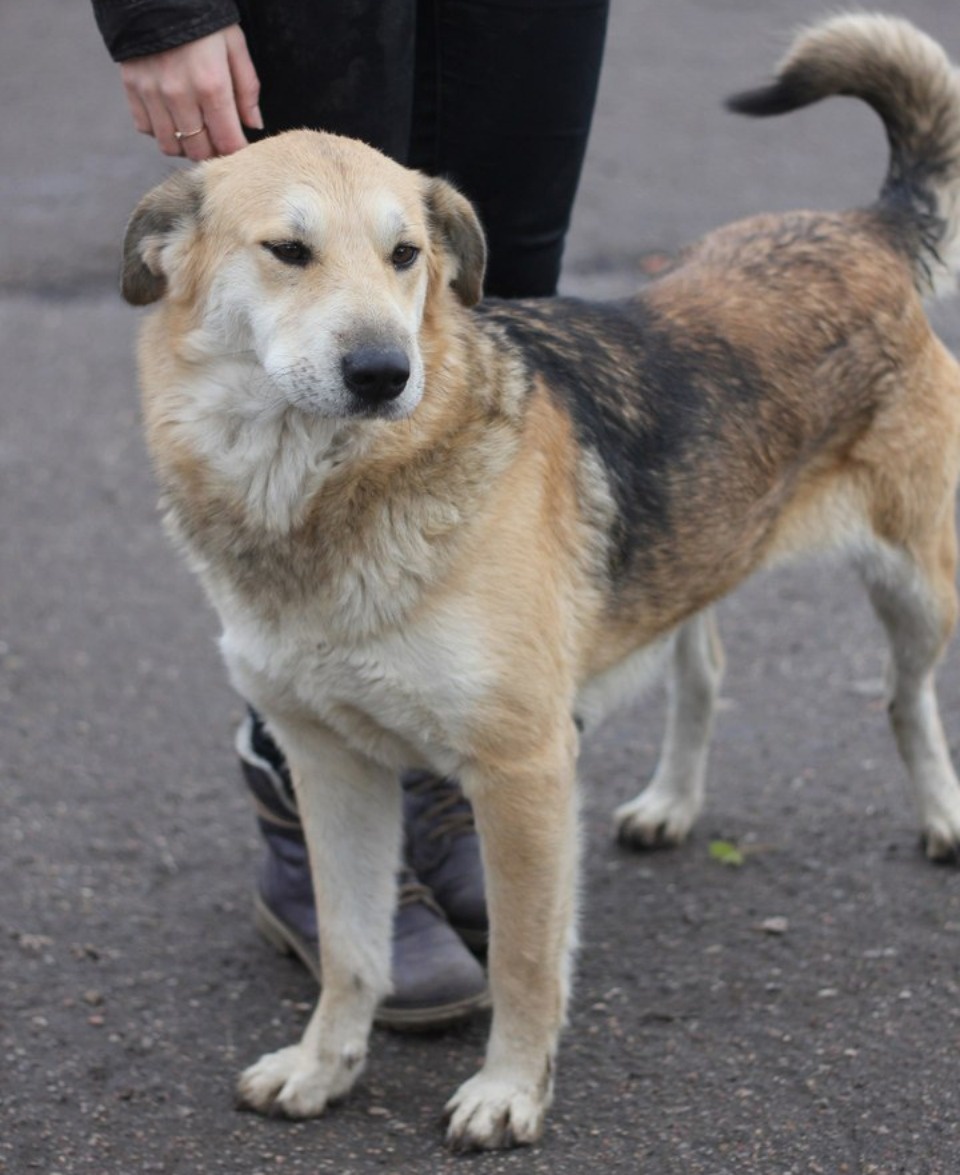 Если хозяина нет