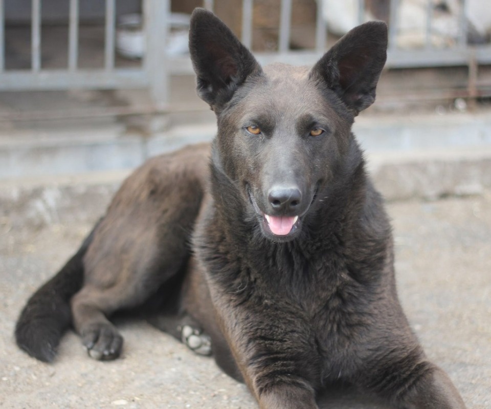 Если хозяина нет