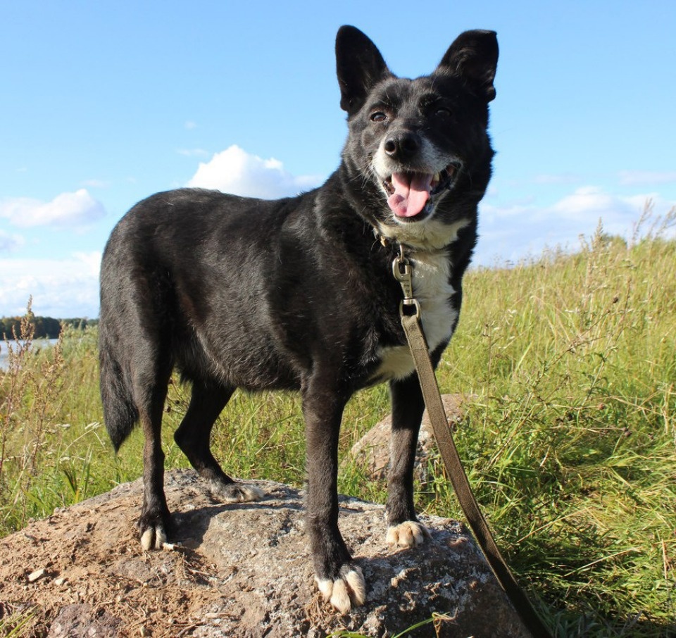 Если хозяина нет