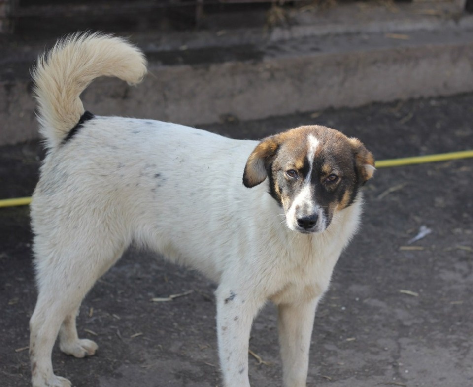 Если хозяина нет