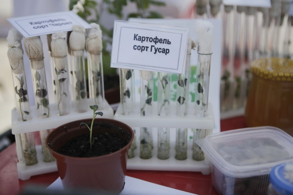 Областная сельскохозяйственная выставка «День поля-2018».