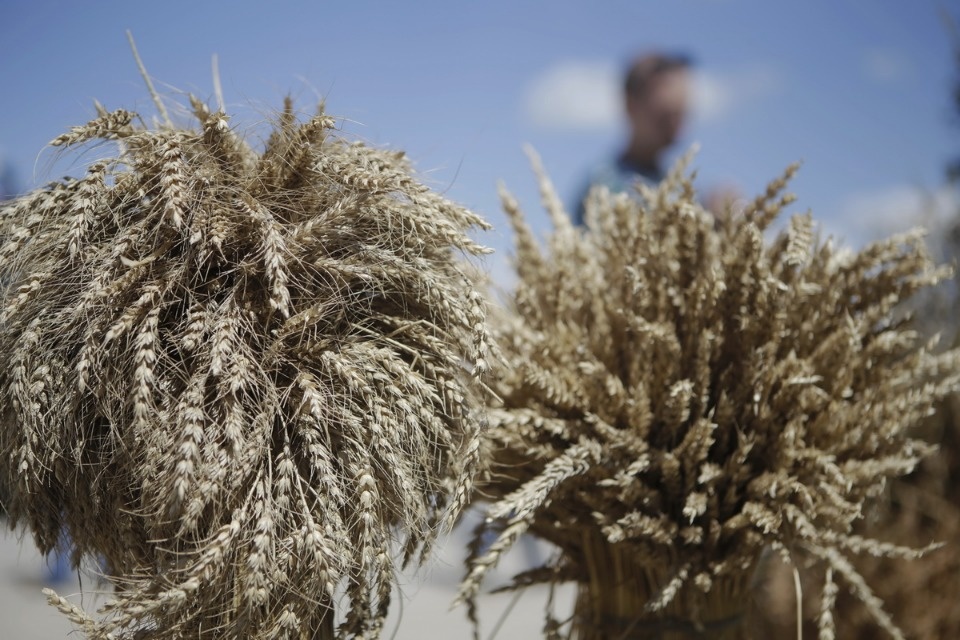 Областная сельскохозяйственная выставка «День поля-2018».