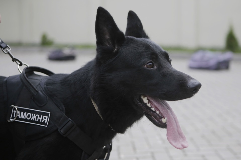 Иностранец на службе