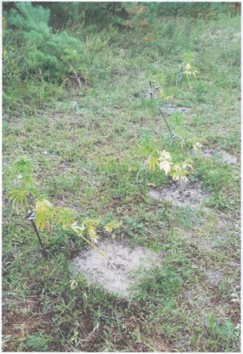 Плантацию с 30 кустами конопли обнаружили полицейские в Гдовском районе