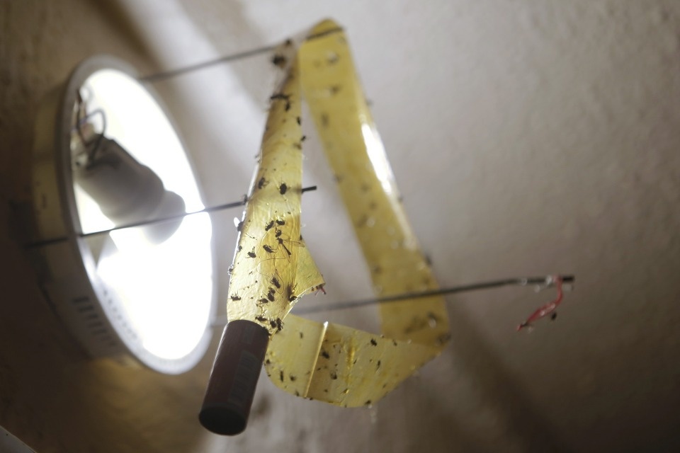 Собачий дом