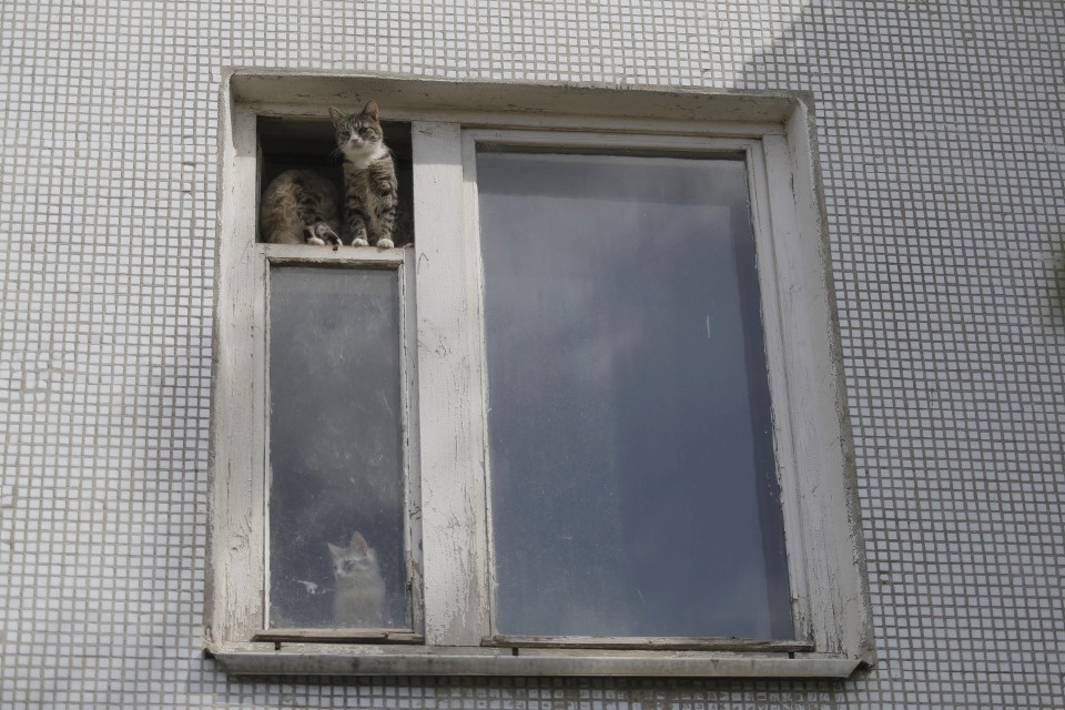 Собачий дом