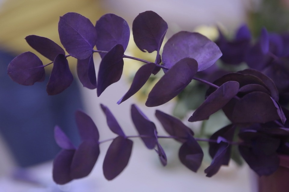 Профессионалы «Абилимпикса» в Пскове