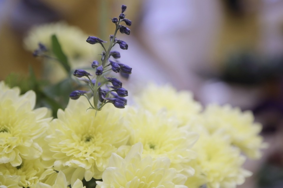 Профессионалы «Абилимпикса» в Пскове