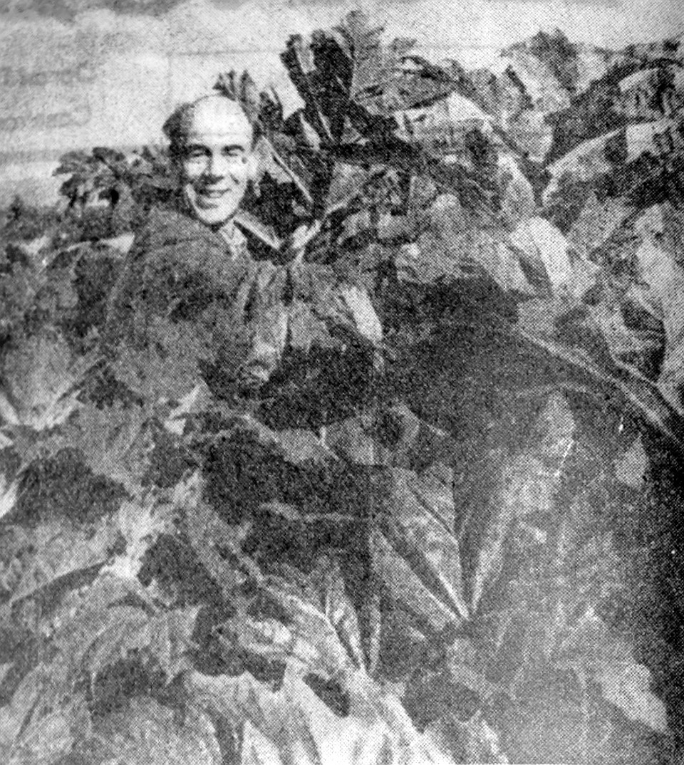 Стало известно, когда началось «заражение» Псковской области борщевиком Сосновского