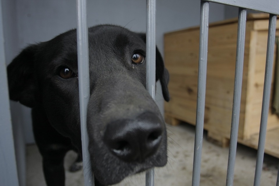 Ответственность за Шарика