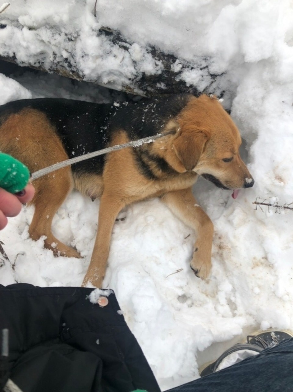Из-под сгоревшего дома в Пскове спасатели вытащили пятерых новорождённых щенков