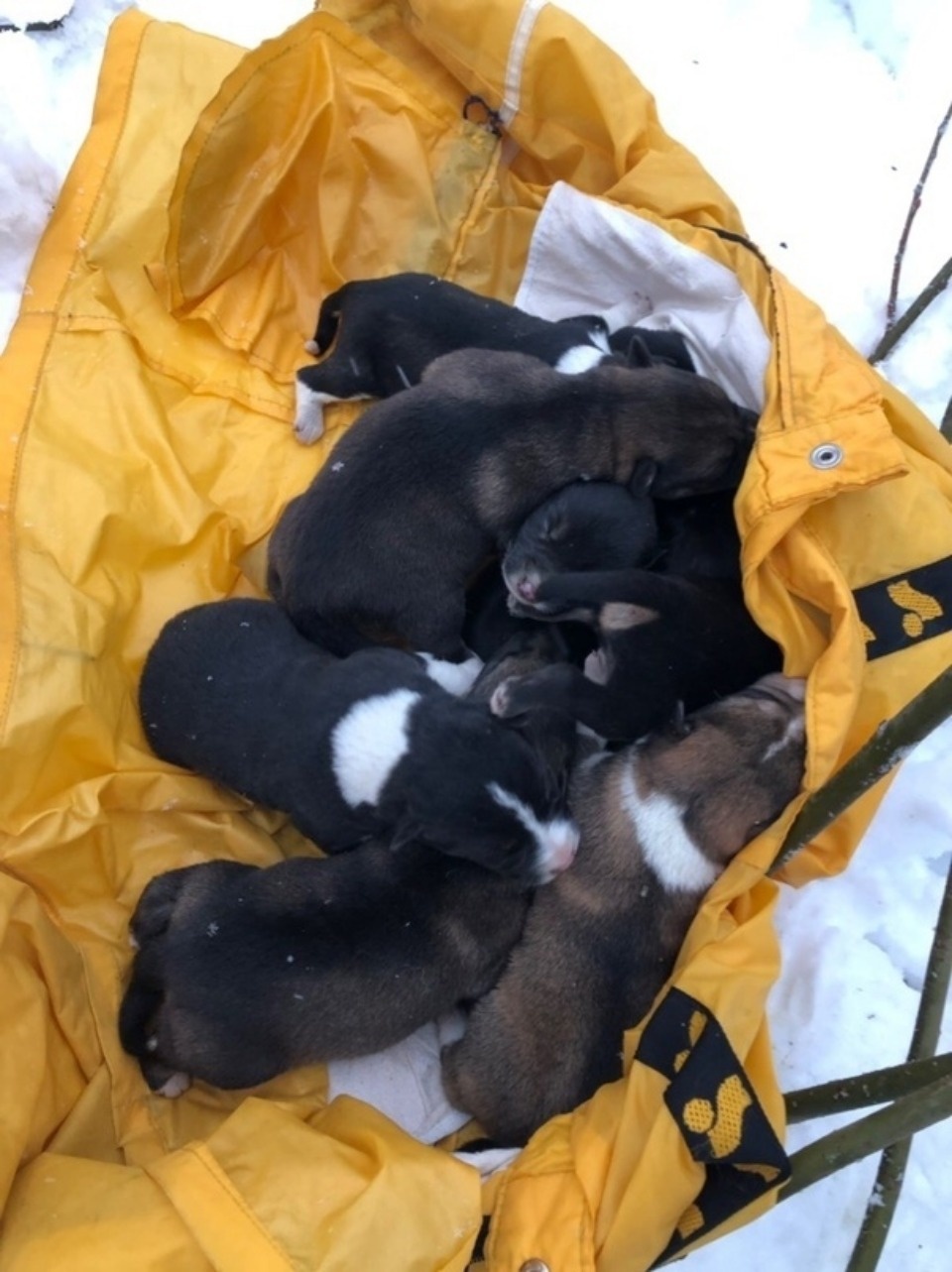 Из-под сгоревшего дома в Пскове спасатели вытащили пятерых новорождённых щенков