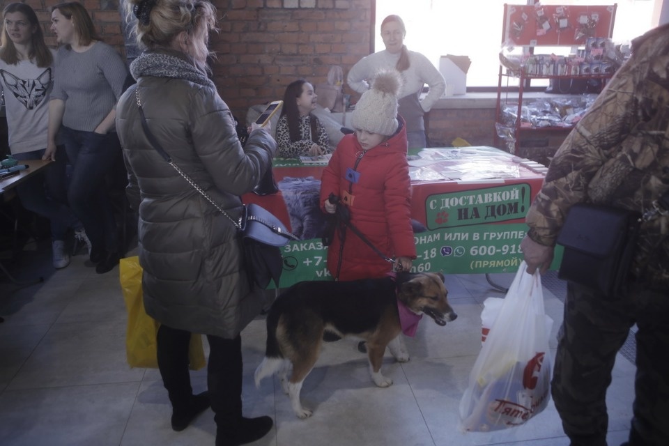 Выставка бездомных кошек и собак «Хвостатый Фест»