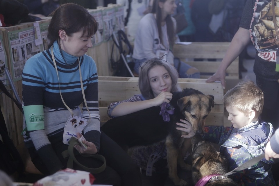Выставка бездомных кошек и собак «Хвостатый Фест»