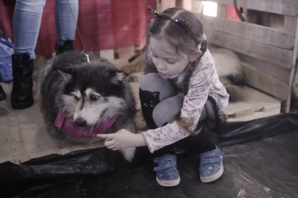 Выставка бездомных кошек и собак «Хвостатый Фест»