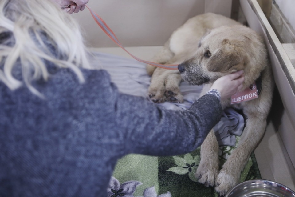 Выставка бездомных кошек и собак «Хвостатый Фест»