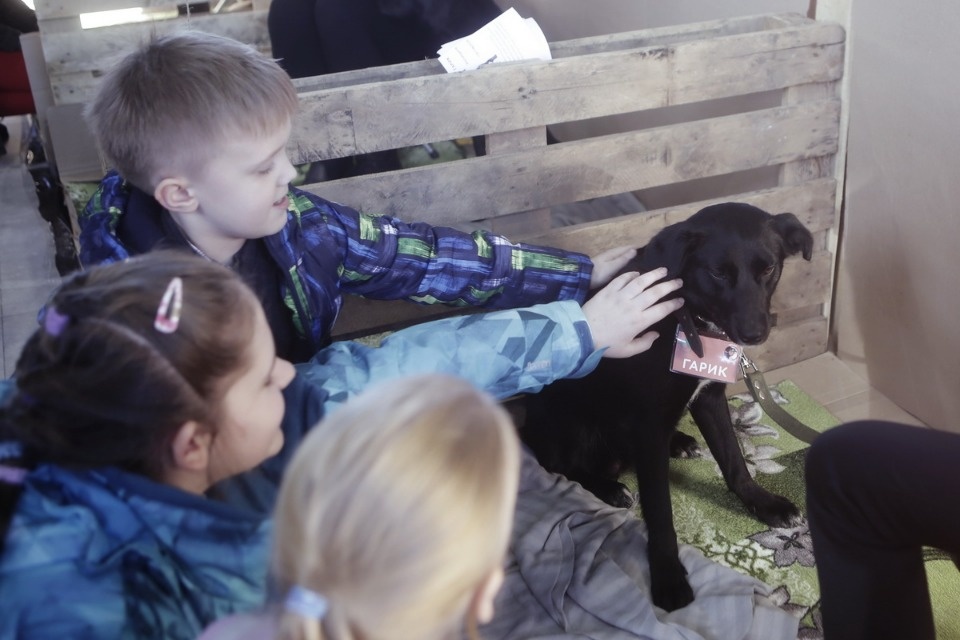 Выставка бездомных кошек и собак «Хвостатый Фест»
