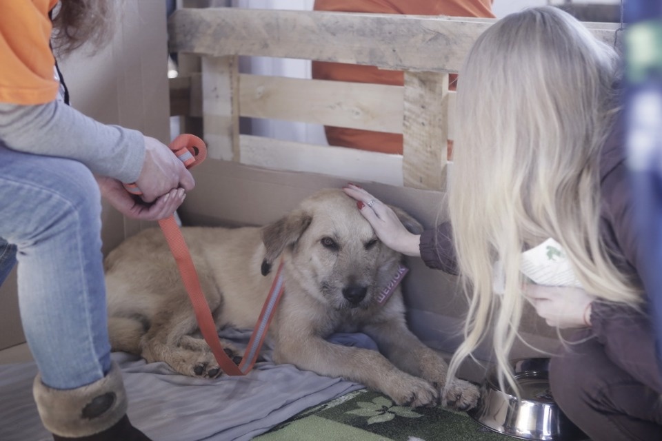 Выставка бездомных кошек и собак «Хвостатый Фест»