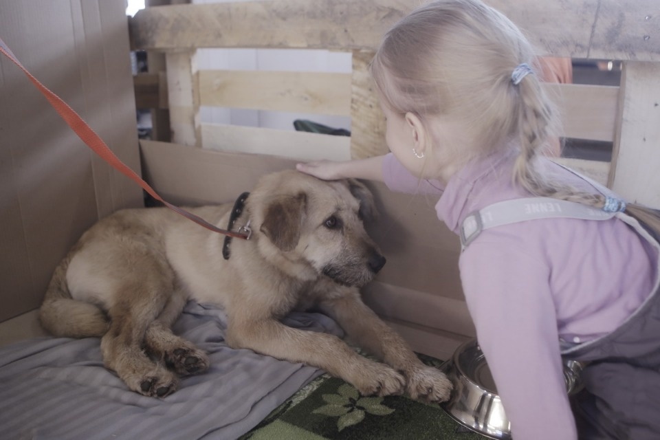 Выставка бездомных кошек и собак «Хвостатый Фест»