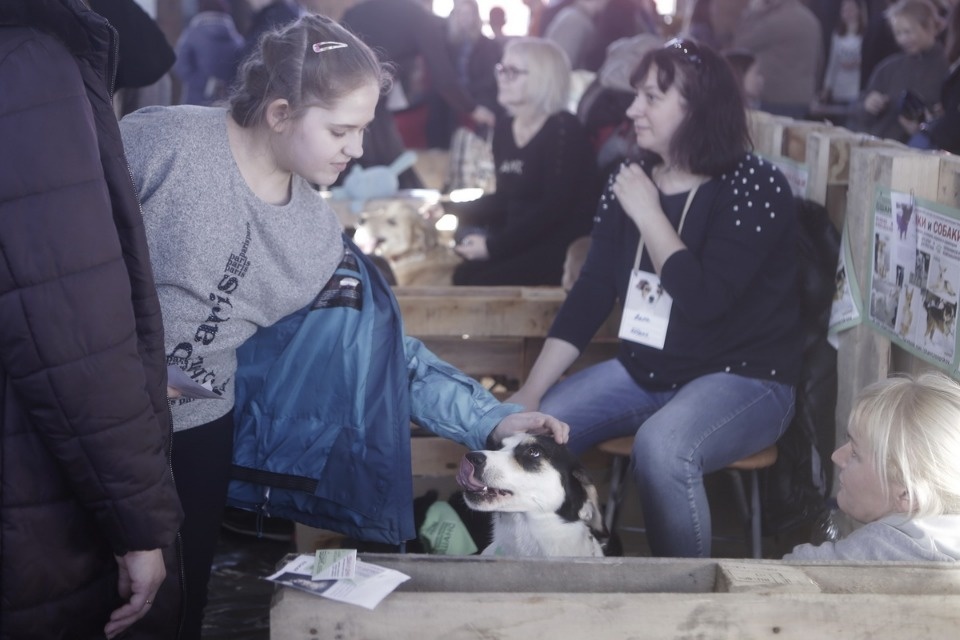 Выставка бездомных кошек и собак «Хвостатый Фест»