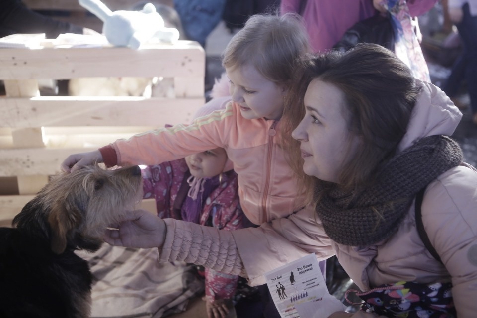 Выставка бездомных кошек и собак «Хвостатый Фест»