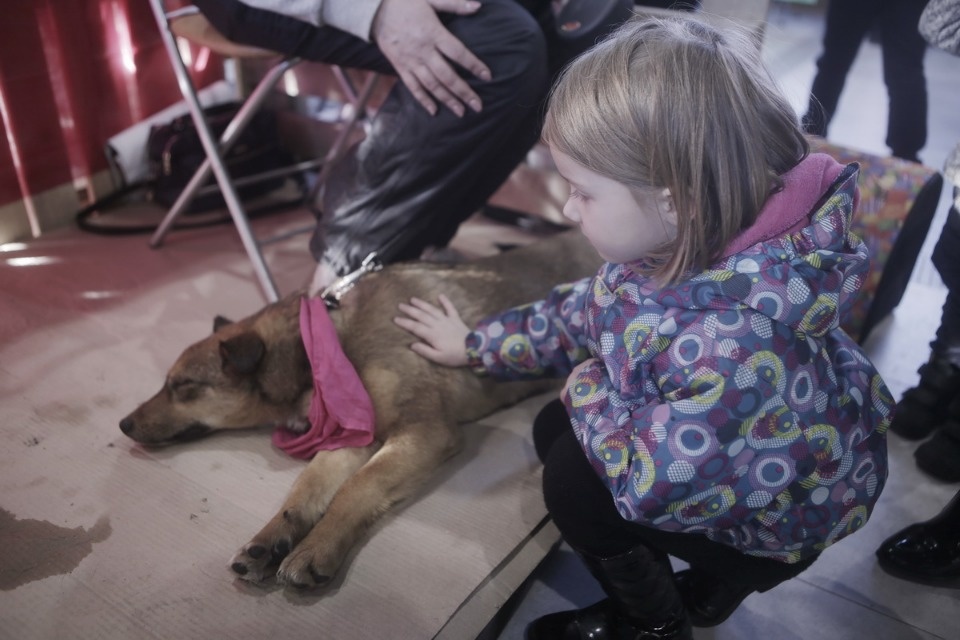 Выставка бездомных кошек и собак «Хвостатый Фест»