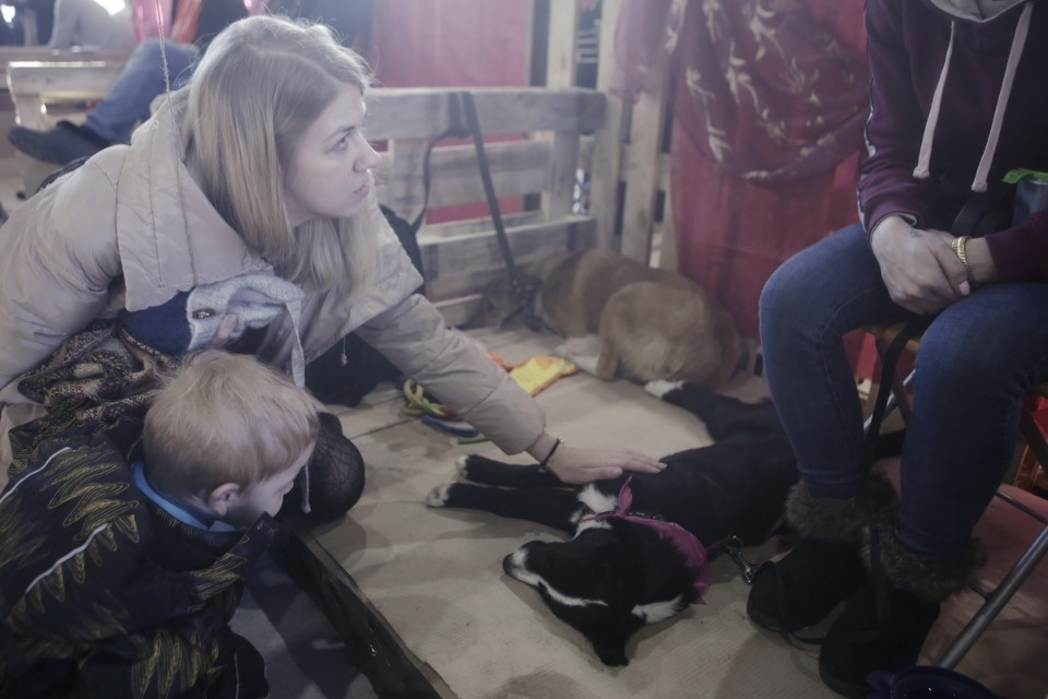 Выставка бездомных кошек и собак «Хвостатый Фест»