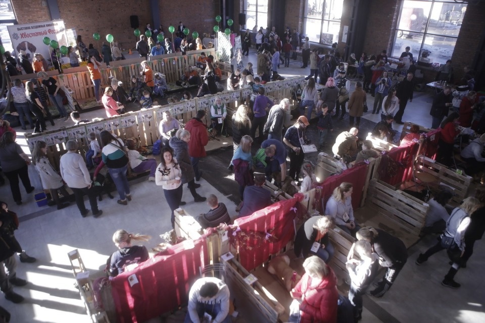 Выставка бездомных кошек и собак «Хвостатый Фест»