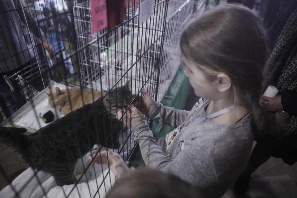 Выставка бездомных кошек и собак «Хвостатый Фест»