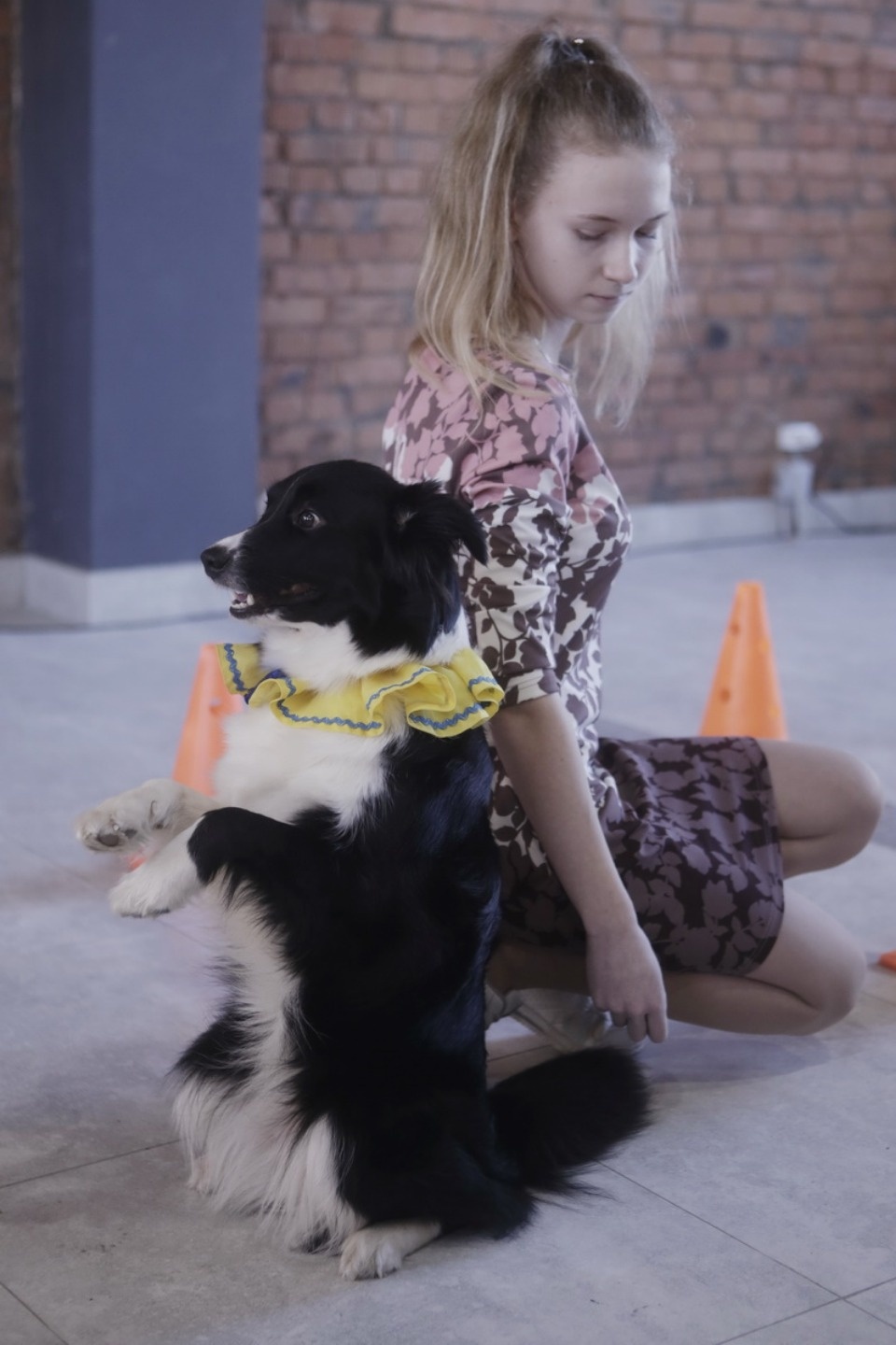 Выставка бездомных кошек и собак «Хвостатый Фест»