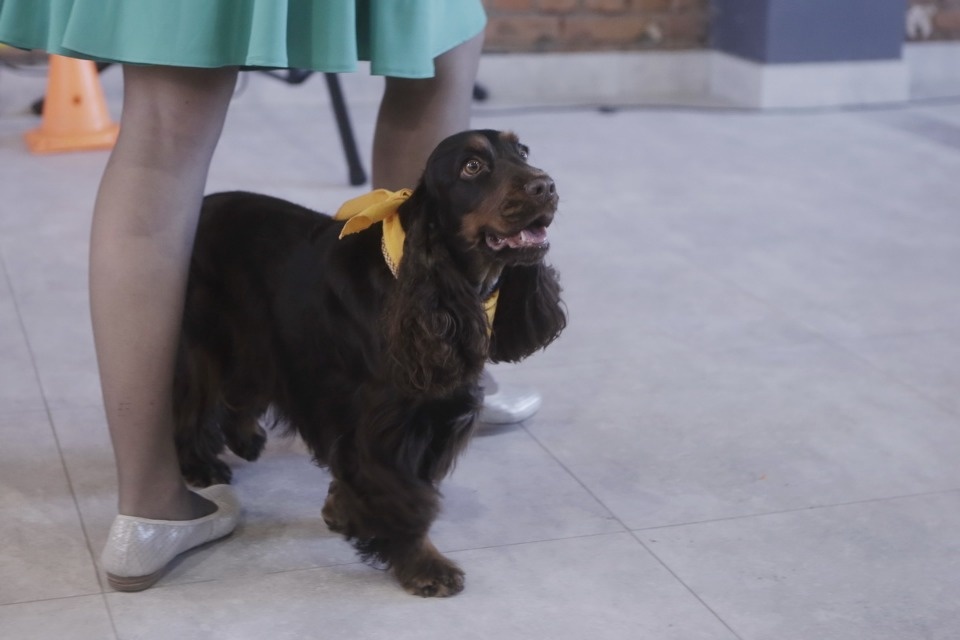 Выставка бездомных кошек и собак «Хвостатый Фест»