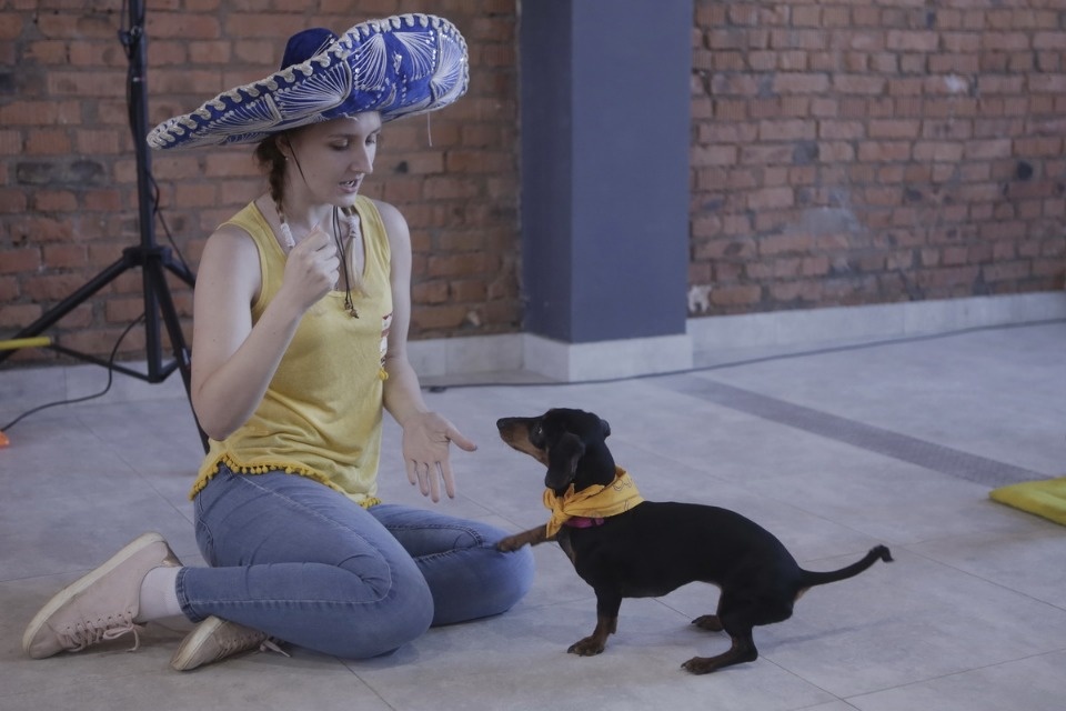 Выставка бездомных кошек и собак «Хвостатый Фест»