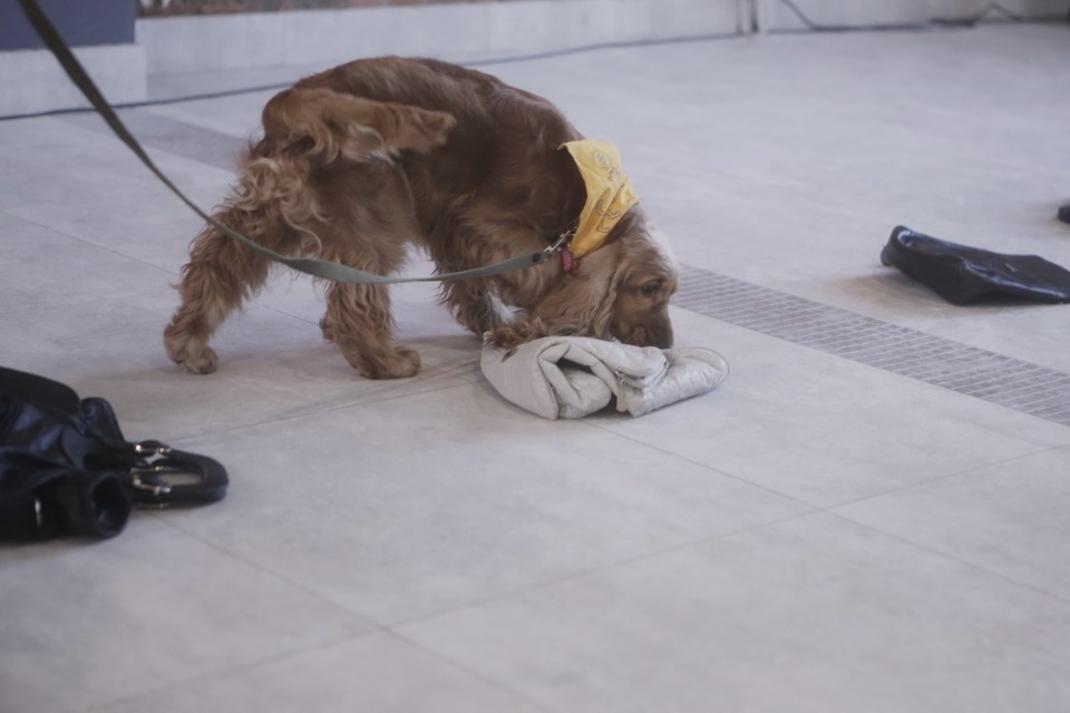 Выставка бездомных кошек и собак «Хвостатый Фест»