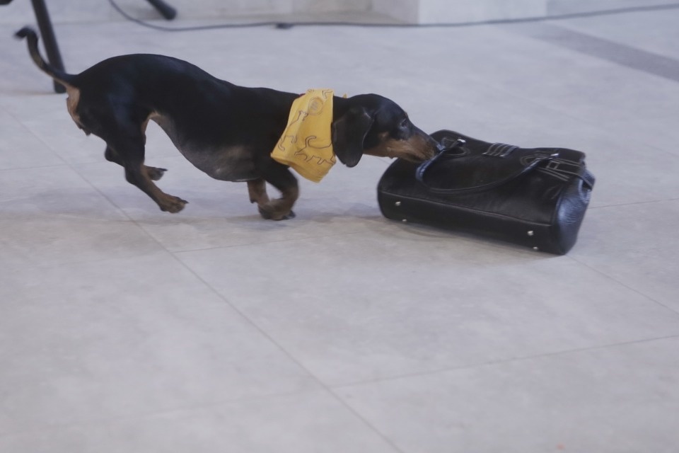 Выставка бездомных кошек и собак «Хвостатый Фест»