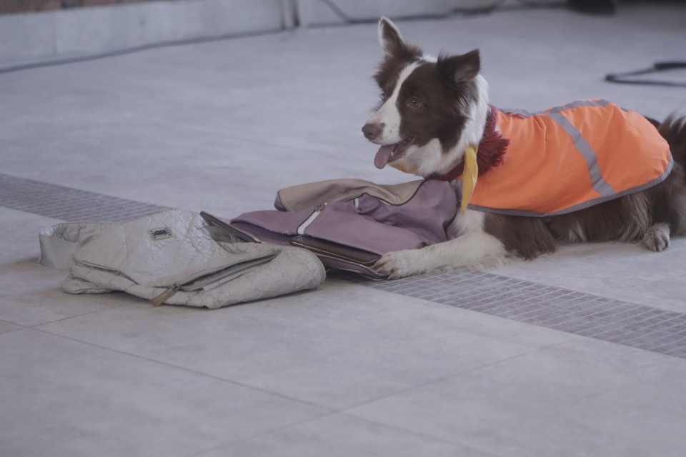 Выставка бездомных кошек и собак «Хвостатый Фест»