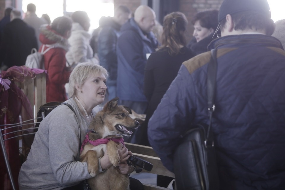 Выставка бездомных кошек и собак «Хвостатый Фест»