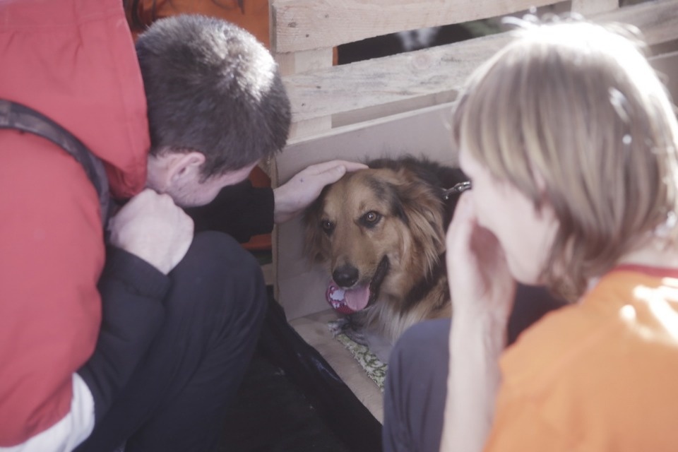 Выставка бездомных кошек и собак «Хвостатый Фест»