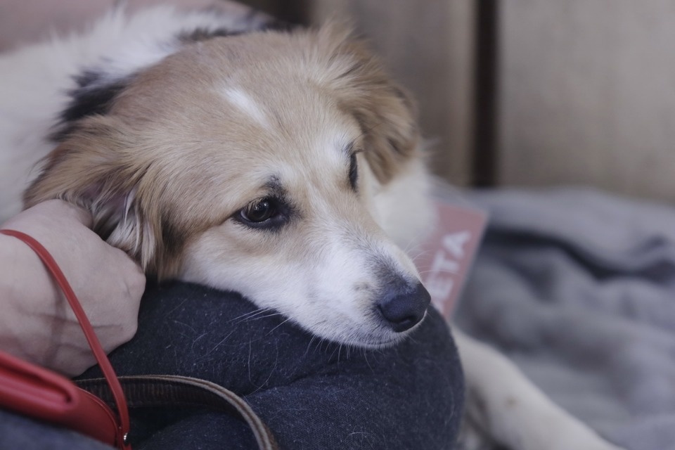 Выставка бездомных кошек и собак «Хвостатый Фест»