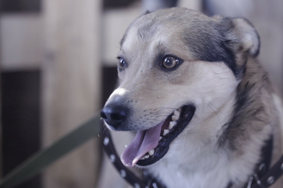 Выставка бездомных кошек и собак «Хвостатый Фест»