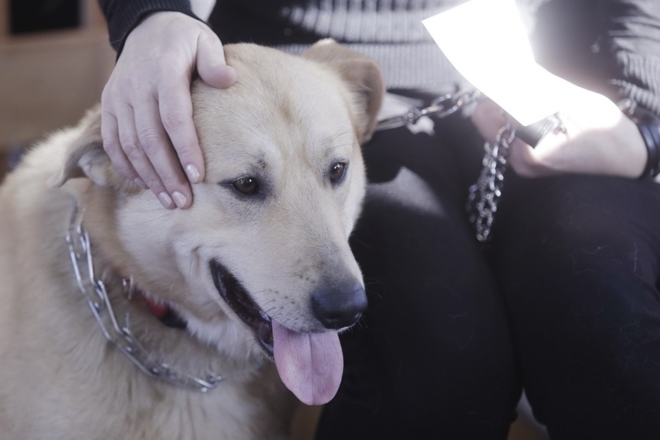 Выставка бездомных кошек и собак «Хвостатый Фест»