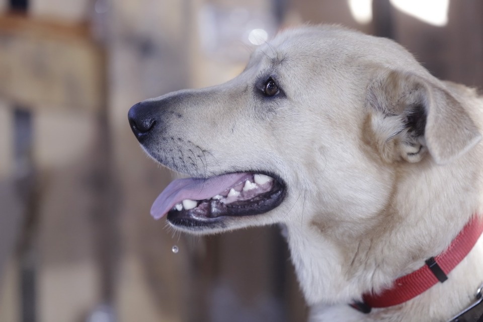 Выставка бездомных кошек и собак «Хвостатый Фест»