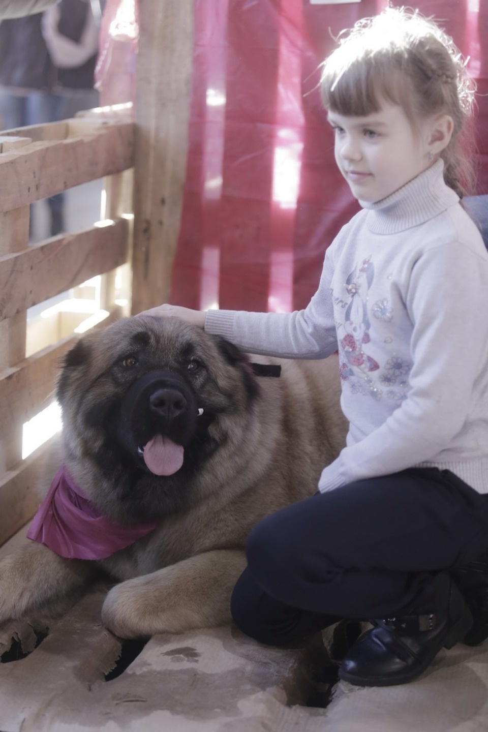 Выставка бездомных кошек и собак «Хвостатый Фест»