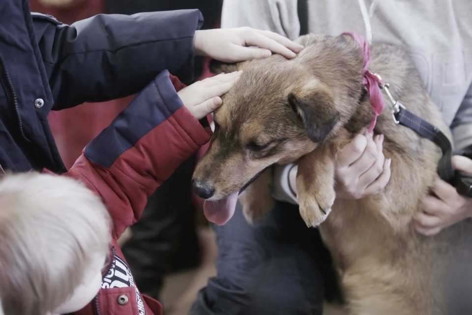 Выставка бездомных кошек и собак «Хвостатый Фест»
